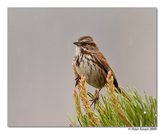 Song Sparrow