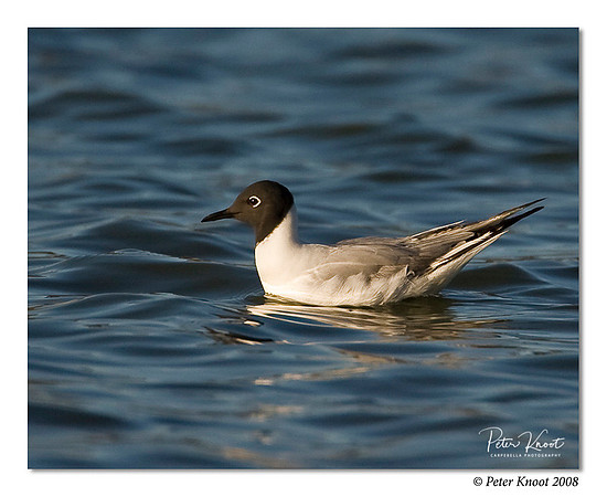 Bonaparte's Gull