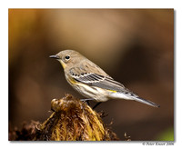 Yellow-rumped Warbler