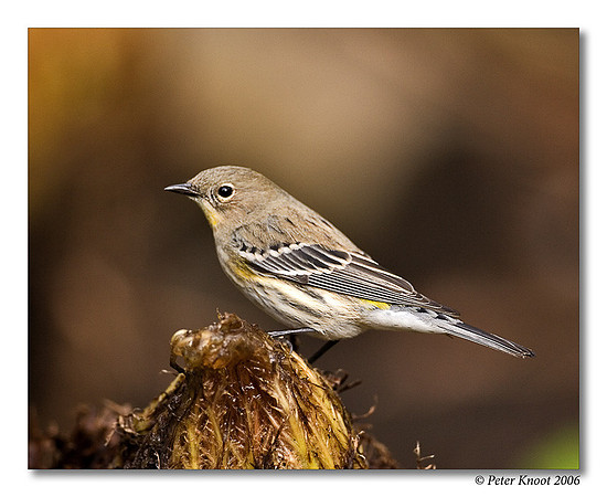 Yellow-rumped Warbler