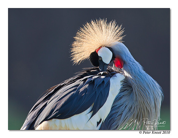 East African Crowned Crane
