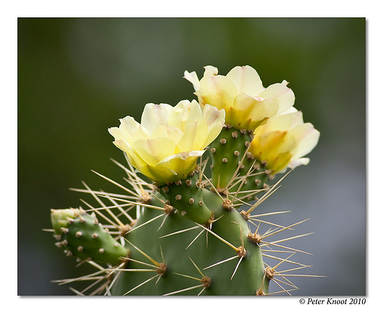 Infrou Flower