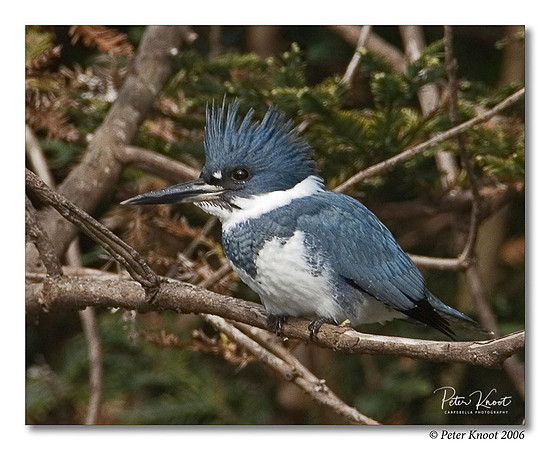 Belted Kingfisher