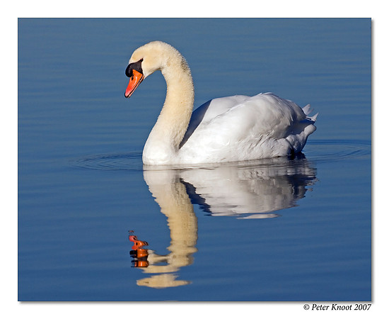 Mute Swan