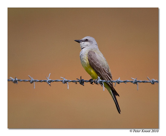Western Kingbird
