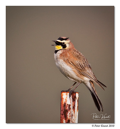 Horned Lark