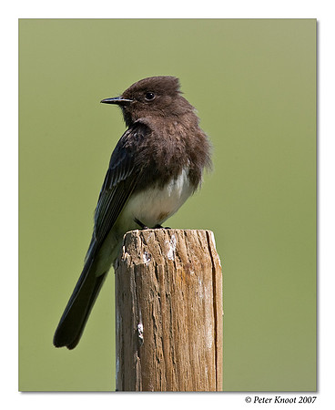 Black Phoebe