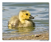 peter_canada_goose_5