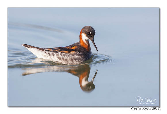 Red-necked Phalarope