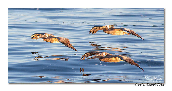 Brown Pelican