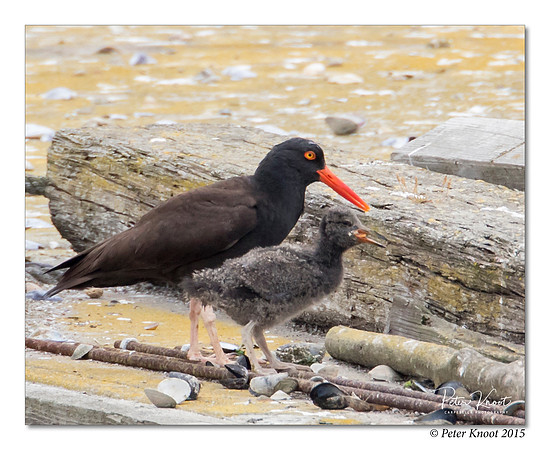 Black Oystercatcher