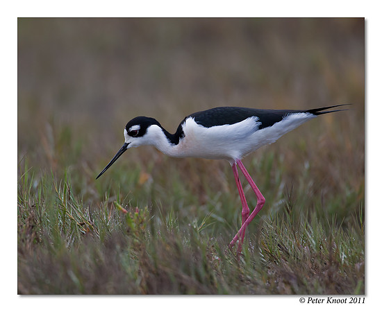 Black-necked Stilt