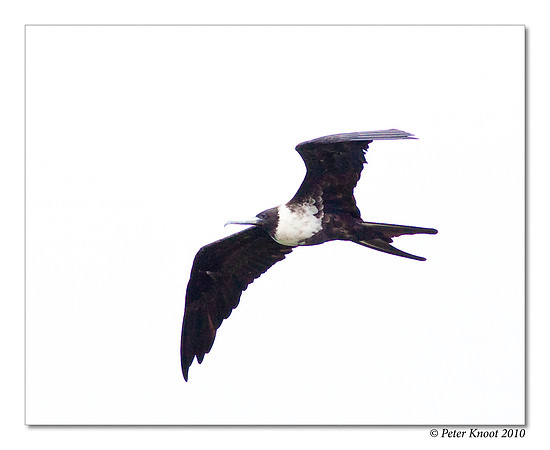 Magnificent Frigatebird