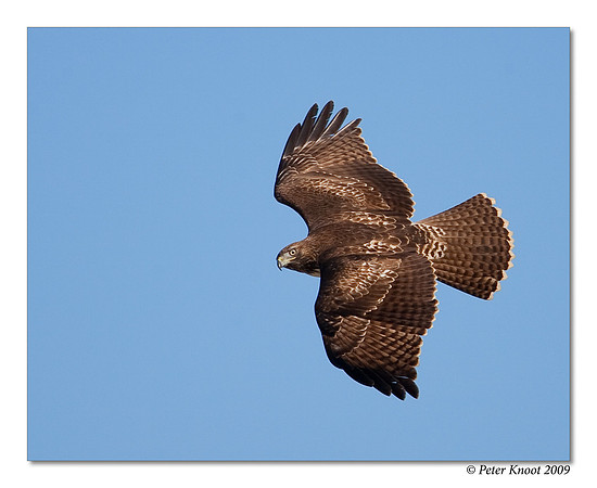 Red-tailed Hawk