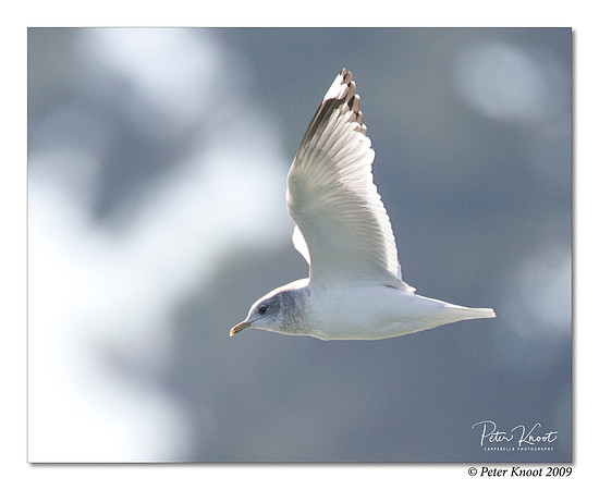 Mew Gull