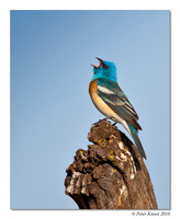 Lazuli Bunting