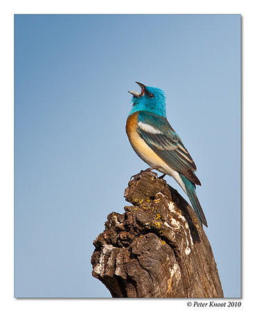 Lazuli Bunting