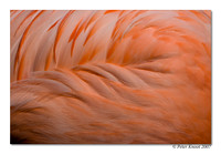 Chilean Flamingo