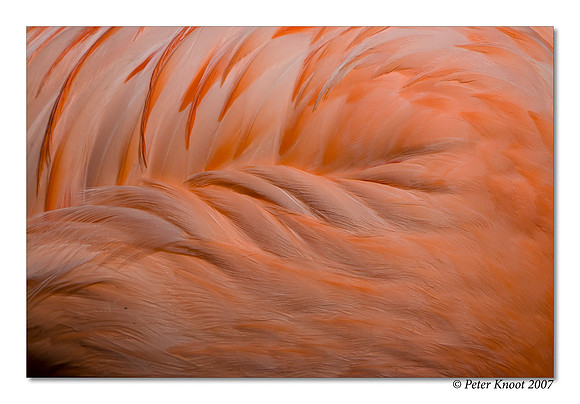 Chilean Flamingo