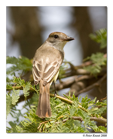 Great Crested Flycatcher