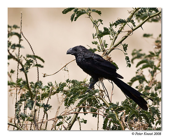 Groove-billed Ani