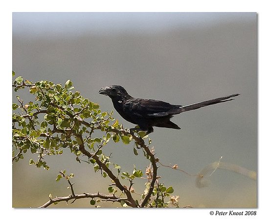 Groove-billed Ani