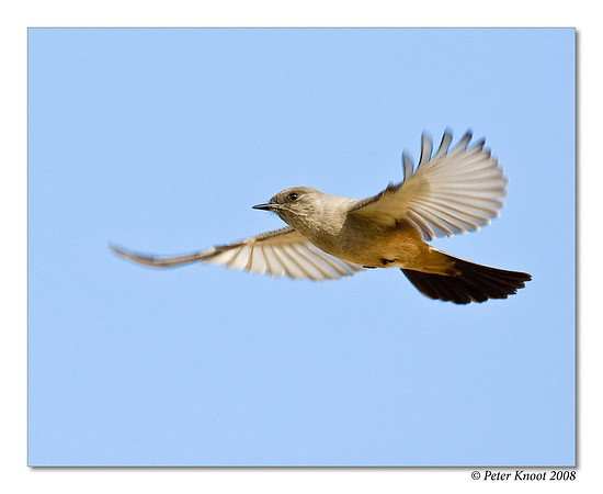 Say's Phoebe
