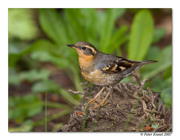 Varied Thrush