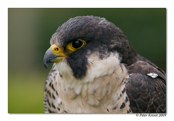 Peregrine Falcon