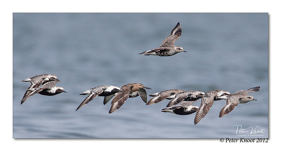 Black-bellied Plover