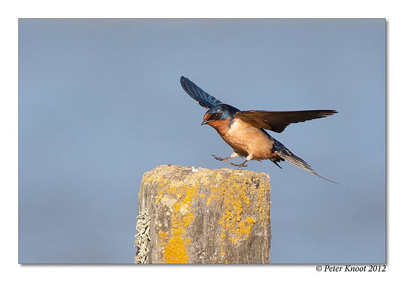Barn Swallow