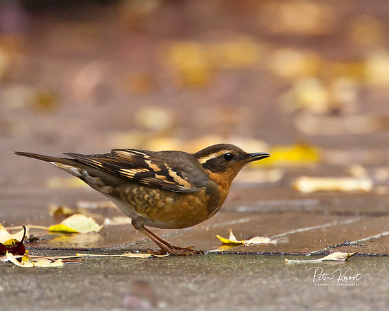 Varied Thrush