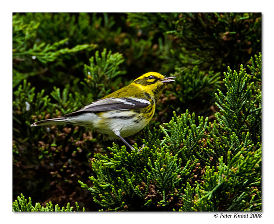 Townshend's Warbler
