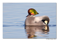 Falcated Duck
