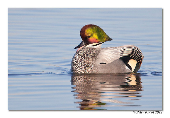 Falcated Duck