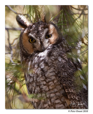 Long-eared Owl