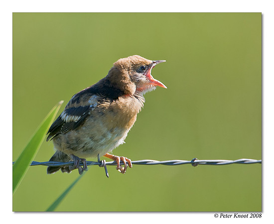 Yellow-headed Blackbird