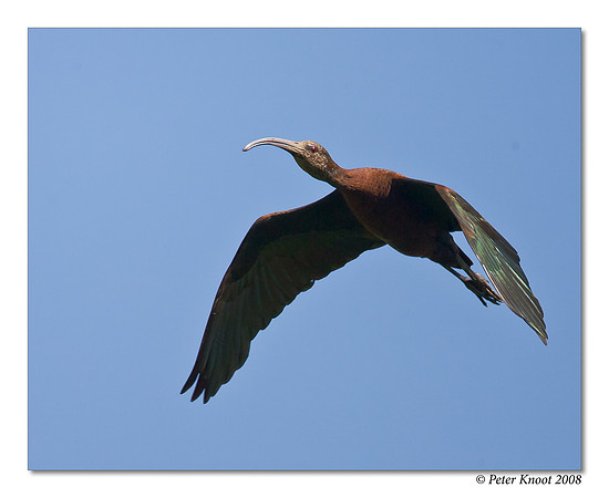 White-faced Ibis