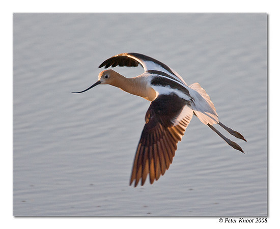American Avocet