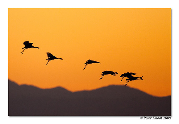 Sandhill Crane
