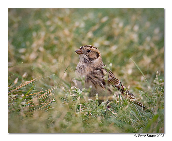 Lapland Longspur
