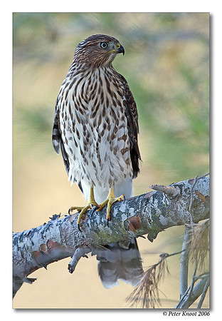 Cooper's Hawk