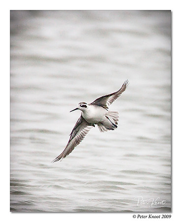 Red-necked Phalarope