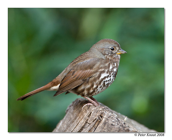 Fox Sparrow