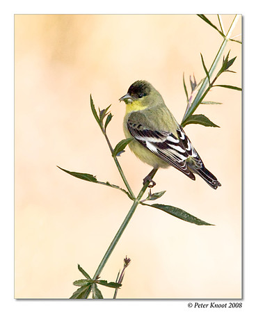 Lesser Goldfinch