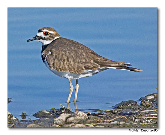 Killdeer