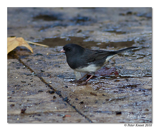 Dark-eyed Junco