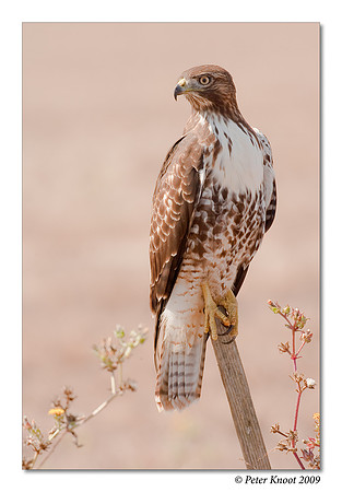Red-tailed Hawk