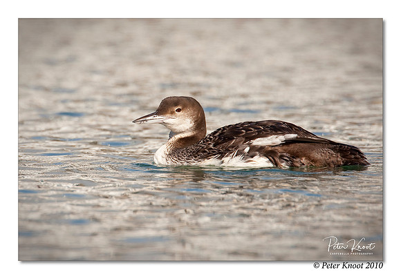Common Loon