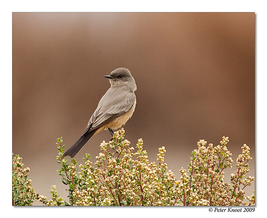 Say's Phoebe